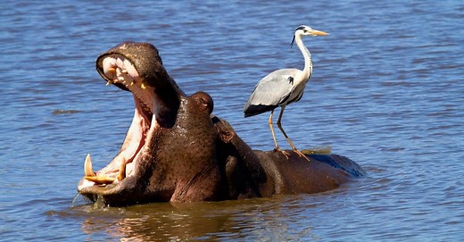 The Mighty Mouths of Hippos: Two Feet Wide and Deadly
