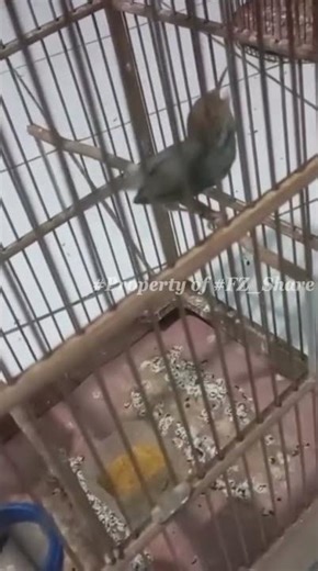 Suara pancingan prenjak merah betina #prenjakbetina #prenjakngetir