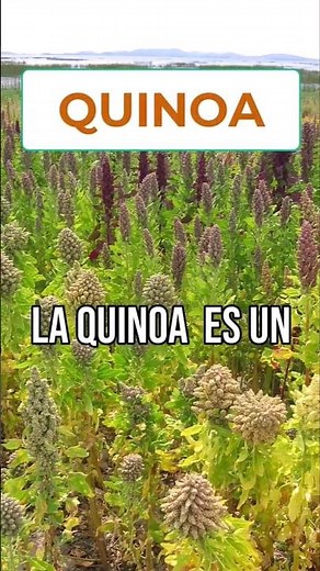La Quinoa es un Tesoro Nutricional