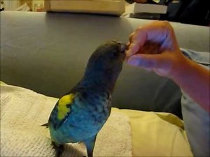 Meyer's Parrot Talking