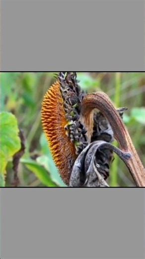 biology students fungiBasidiomycota Explained | Mushrooms, Spores & Fungi Life #biology #fungi