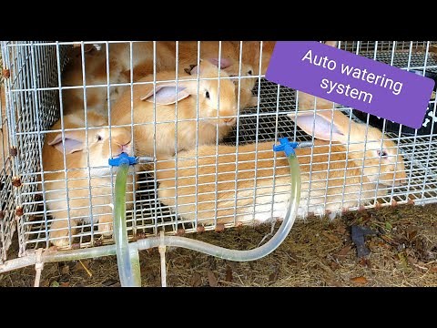 Setting up a rabbit gravity watering system
