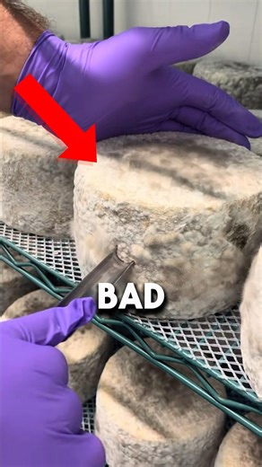 Why People LOVE This Moldy Cheese!? 🤢🤯