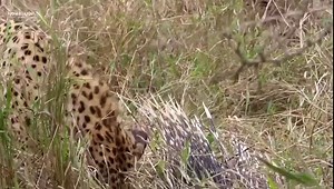 Watch this Popular Leopard known as porcupine slayer catch a porcupine in Kruger National Park | Nombekana Safaris and Wildlife Photography