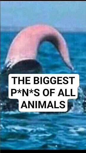 The biggest penis of all animals in the wolrd #animals #facts #animalfacts #bluewhales
