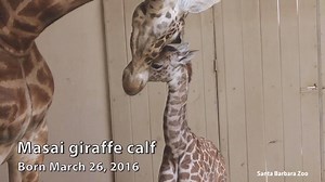 IT’S A BOY: Santa Barbara Zoo welcomes adorable new giraffe standing 6-feet 6-inches tall and weighing in at 191 pounds. | ABC World News Tonight with David Muir