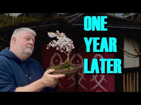 Instant Bonsai? Fuji Cherry One Year Later