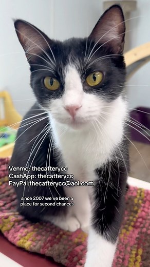 We’re The Cattery, a cage-free, no-kill cat shelter in Corpus Christi, Texas. Since 2007, we’ve rescued over 11,000 cats and provided 50,000 spay/neuter surgeries to help reduce pet overpopulation.🐾 Right now, we need your help! Just $2 can provide food, medical care, and a safe place for cats in need. Every dollar makes a difference in saving lives!📲 Donate easily via Venmo, Cash App, or PayPal—because together, we can give more cats a second chance! #CatRescue #NoKillShelter #thecatterycc #A