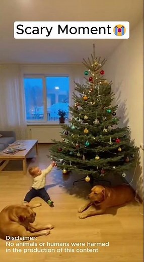 Moments How Dogs Help People! #AmazingMoment #TrueStory #Viral