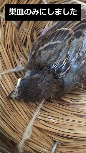 障害を背負った雀のヒナ 保護五日目 症状が改善してきた ＃Shorts ＃鳥 ＃スズメ