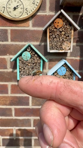 20K views · 1.6K reactions | How tiny are mason bees someone asked | The Mouse family that live by the brambles | Facebook