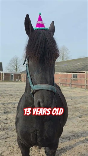 Happy birthday to You!! #Friesian #Horses #followtheherd