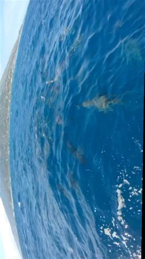 🦈𝙵𝚘𝚛 𝚝𝚑𝚎 𝚕𝚘𝚟𝚎 𝚘𝚏 𝚂𝚑𝚊𝚛𝚔𝚜 & 𝚃𝚑𝚎 𝚖𝚊𝚓𝚎𝚜𝚝𝚒𝚌 𝚃𝚒𝚐𝚎𝚛 𝚂𝚑𝚊𝚛𝚔, 𝚌𝚘𝚖𝚒𝚗𝚐 𝚜𝚘𝚘𝚗........ | Everlayn Borges