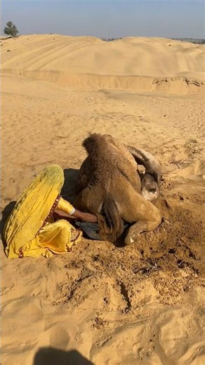 الجمل يشمُّ قِربةَ الماء من خلفه