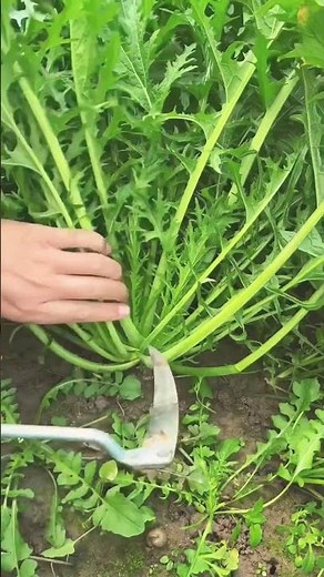 How to Plant, Grow, and Harvest Turnips #farmingsecrets #satisfying