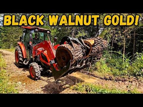 Black Walnut Weekend Adventure in the Woods!
