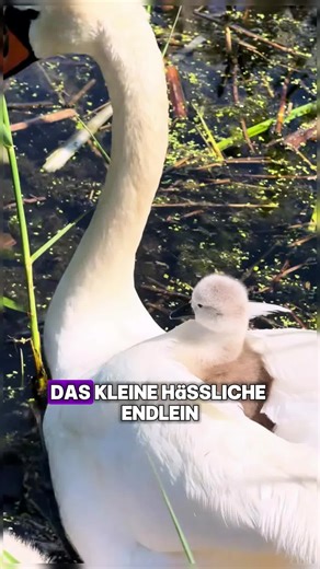 Der fremdgehende schwarze Schwan. #tiere #schwan #animals #forupage