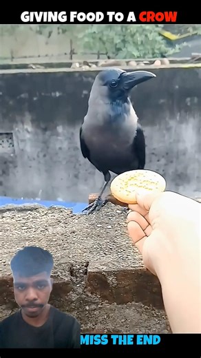 Eagle vs crow #birds #shortsfeed #shorts