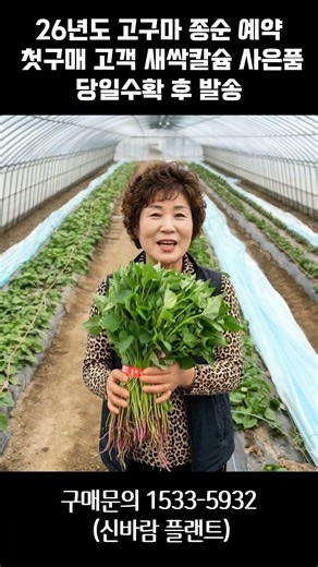 [신바람 플랜트 협력농가 판매상품 (나무장터.com)]26년도 고구마 종순 예약 받습니다. ㅡ 첫구매 고객 새싹칼슘 사은품을 제공해드립니다