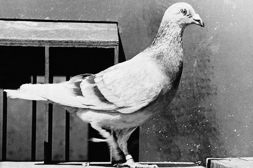 How a German Homing Pigeon Who Served in 2 World Wars Became an American Hero