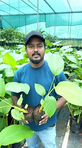 calathea lutea Sale / Whatsapp 7994225001 | Ecoon Plants