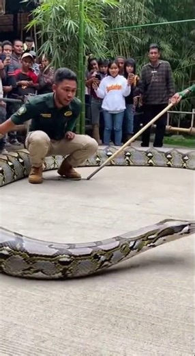 Atraksi Ular Besar Ini Bikin Pengunjung Mini Zoo Heboh Sekampung!