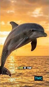 The Bottlenose Dolphin — One of the Most Intelligent Animals on Earth 🐬#wildlife #dolphin #ocean