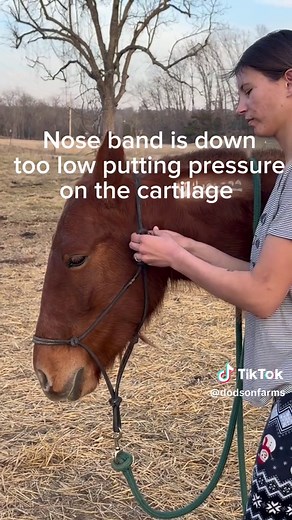 How to Properly Fit a Horse Halter