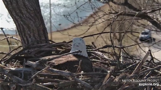 Eggcelent! An egg for the first time in a long time on the Decorah Eagle Cam at the Fish Hatchery in Decorah, Iowa. See comments for a live link to watch all day. | explore.org
