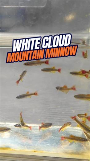 The White Cloud Minnow is an awesome little fish that can do well in cool water. Shop White Cloud Minnow https://bit.ly/42psslS Shop ALL White Cloud Minnows https://bit.ly/42psslS Other Helpful Links: 🔔 Subscribe and follow along on our journey: https://bit.ly/485ea8U 👪 Become a part of our Exclusive Shrimp Family: https://www.youtube.com/channel/UCwqXcfzaWIkNPtvlYuLb1Dg/join 🦐 Shop shrimp, fish, snails, plants and more from our online store: https://bit.ly/3Gw0fxm 🏆Find our why we are the b