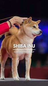 Did you know the first documented Shiba Inu to enter the United States was imported by a military family in 1954? The breed has continued to grow in popularity in the West, especially in recent years, but remains Japan's most popular companion dog. | American Kennel Club