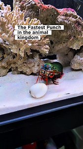 213K views · 2K reactions | The incredible mantis shrimp 戀 #thelazyaquarist #isdaislife #fishreels #fishvideos #aquarist #fishkeeping #mantisshrimp | The Lazy Aquarist | Facebook