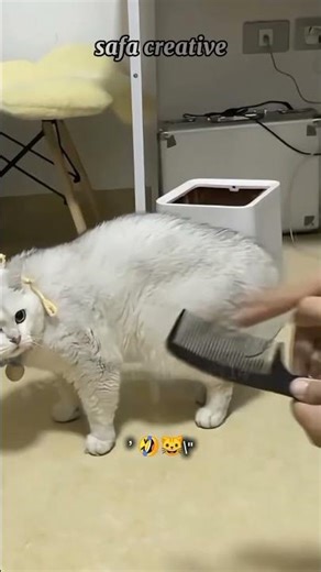 Cats vs. Comb Concertos: The Feline Symphony