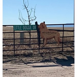 1.3K views · 81 reactions | Look at these adorable dogs waiting to be adopted at National Mill Dog Rescue. Cuteness overload! Adopt your next pet. | Stop Online Puppy Mills | Facebook