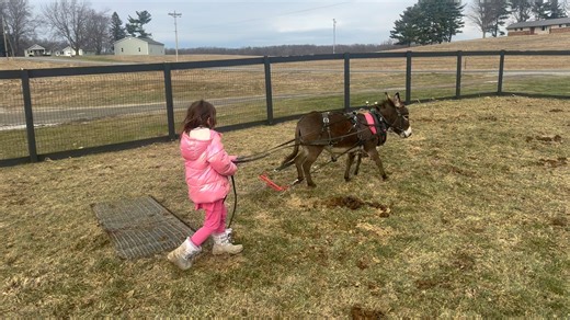 Dragging pasture with her little donkey Sweetie. Did a solid 15 minutes before they both got dizzy 😂 | Gabriel Miller