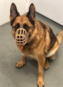 Muzzle Training Step by Step