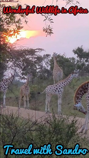 Wonderful Wildlife in Africa, Magical Giraffe Sunset