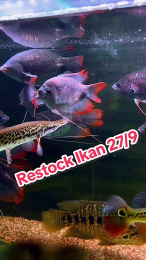 Restock 27/9 ✅️ #localfishstore #channa