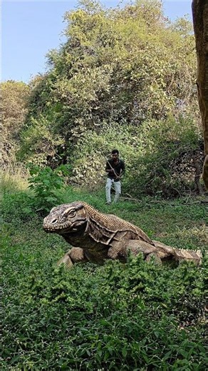 Komodo dragon hunting #dangerous #komodo #dragon #hunting