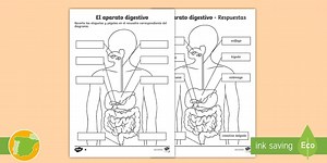Ficha de actividad: Dibujo del aparato digestivo