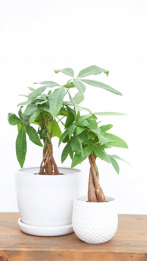 ✨Featured Plant of the Week: The Money Tree ✨ 🪴The Money Tree is a popular, easy to grow plant ☀️Likes Bright Indirect Light, in front of an East or West Window 💧Likes to go 3/4 of the way dry before receiving a deep soak 🧧Believed to freshen the air and bring prosperity to the owner 🌱Wipe the leaves once a month to clean off dust and help it photosynthesize better Stop by either our Puyallup or Federal Way locations to pick up a Money Tree of your own or shop online! Winter Houseplant Sale 