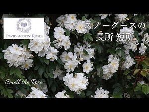 スノーグースの育て方