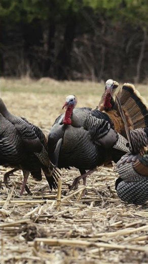This is the moment every turkey hunter lives for: six longbeards in the decoys!