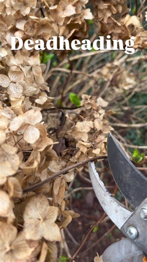 I leave the faded blooms on my hydrangeas until the first healthy pair of buds emerge. The dried papery blooms add texture to the winter landscape and the old flower heads protect the new buds lower down on the stem. It feels good to see the new growth! #seattle #garden #deadheading #hydrangeas#flowers