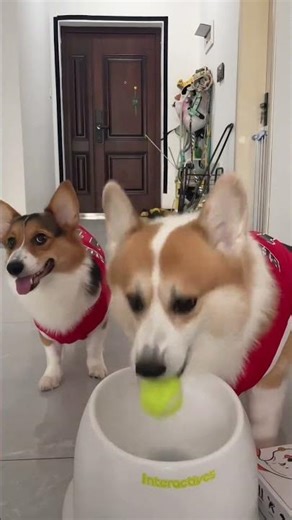 Just a Fun-Loving Couple Enjoying Life 🐶 | #PetLife