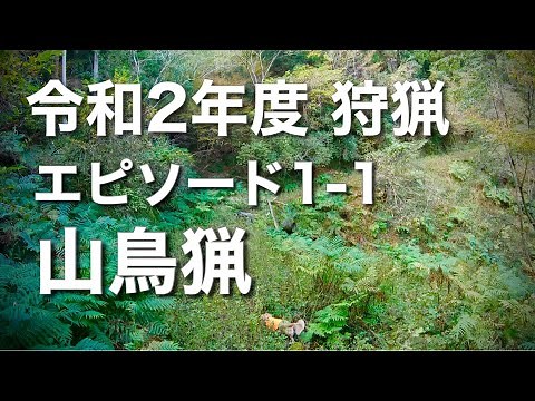 令和2年度の狩猟エピソード１-１山鳥猟・2020-2021 hunting season episode 1-1 mountain pheasnt hunting