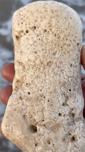 Nature’s Masterpiece: The Porous Relic.. #RockHounding #Geology #NatureDiscovery #Beachcombing
