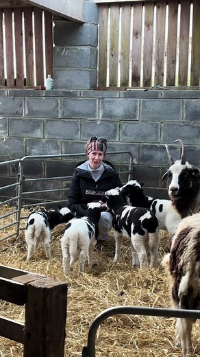 Multitasking: halter training & living chew toy for 2 pet lambs. Getting our lambs trained early this year for shows 2025 #jacobsheep #agrishows #2025 #showing #agriculture #shepherdess #lambs