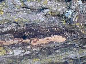 Be Aware of the Carpenterworm