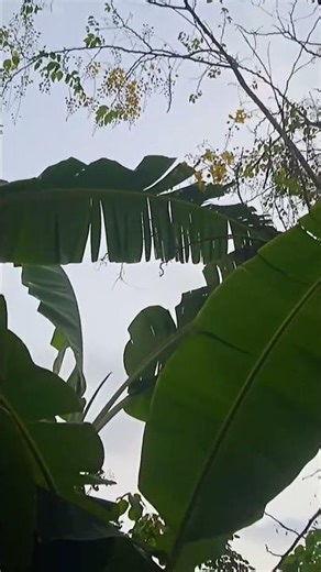 സൂര്യ സമയസമയത്ത് സ്വർണ്ണ നിറമുള്ള പൂക്കൾമനോഹരാ കാഴ്ച്ച lswarnnam niramulla pookkal #nature